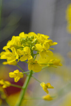 油菜花開