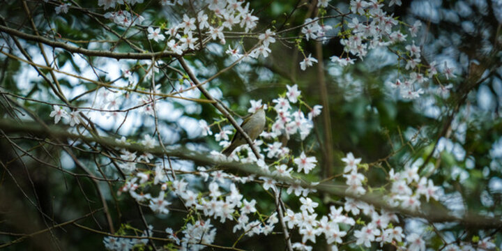小鳥與鮮花