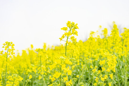 春天盛開的油菜花