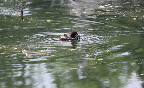 水鳥