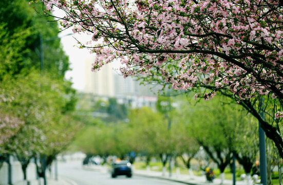 城鄉(xiāng)花掩春意濃