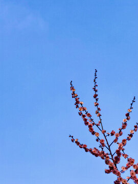 梅花