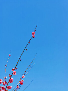 梅花