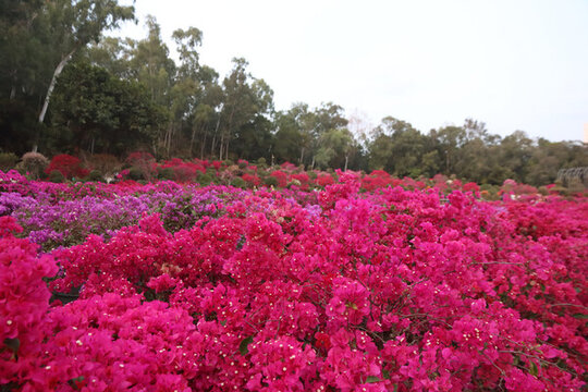 杜鵑花海