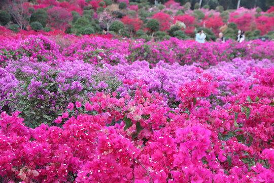 杜鵑花海