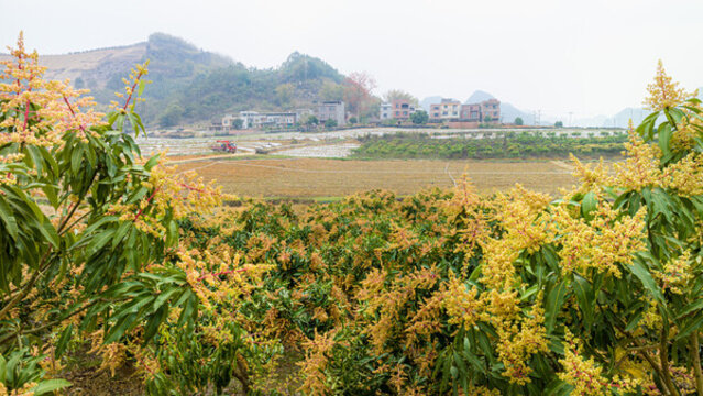 芒果花田園風(fēng)光