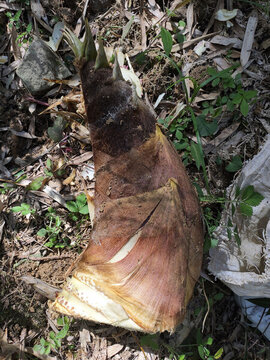 大毛竹春筍黑泥毛筍高山竹筍