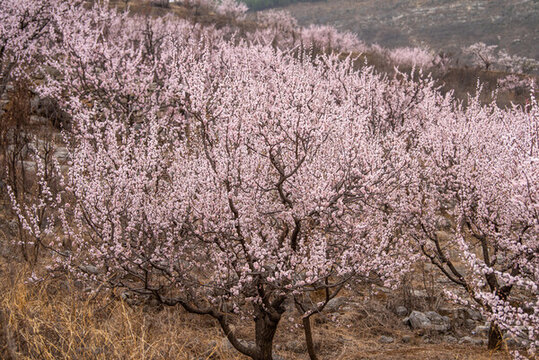 濟(jì)南南部山區(qū)的杏花