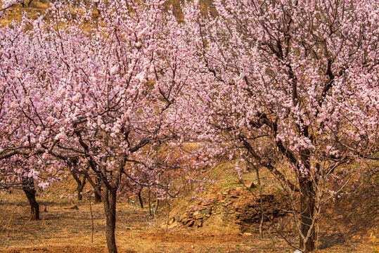 濟(jì)南南部山區(qū)的杏花