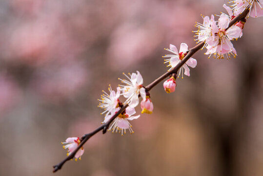 濟(jì)南南部山區(qū)的杏花