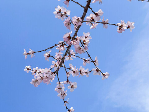 桃花3