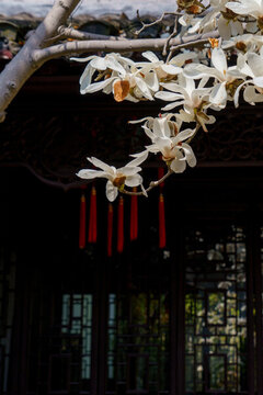 白玉蘭花