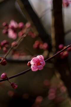 梅花盛開(kāi)