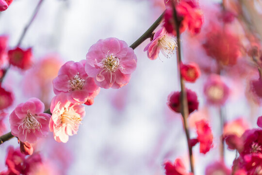 梅花盛開