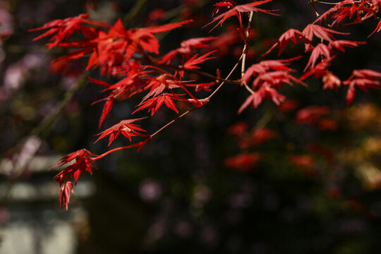 紅楓