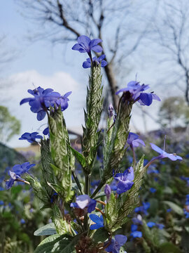 喜花草