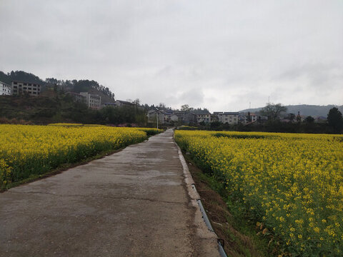 鄉(xiāng)村油菜花
