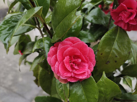 紅色山茶花