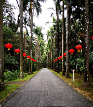 棕櫚步道