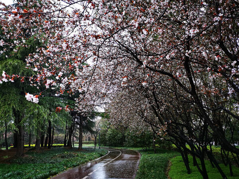 雨中的花徑