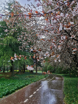 雨中的花徑