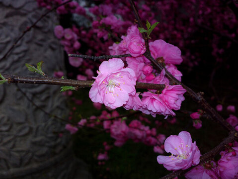 桃花