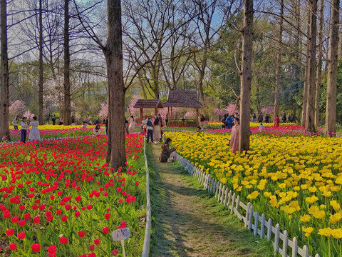 郁金香花海全景