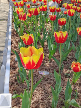 紅黃相間混色郁金香花叢