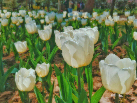 白色郁金香花叢