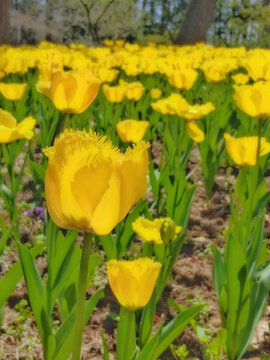 黃色郁金香花叢