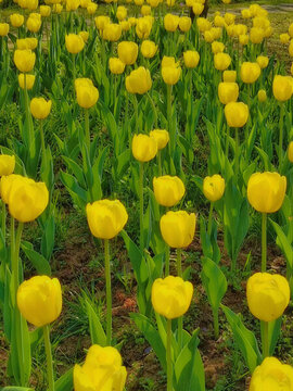 黃色郁金香花叢