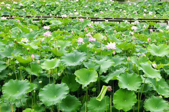 荷花池