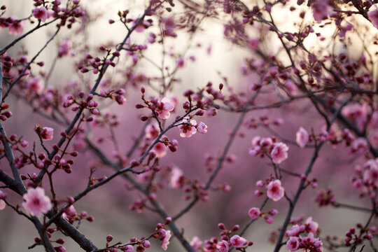 美人梅花