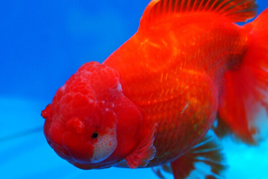 福州金魚