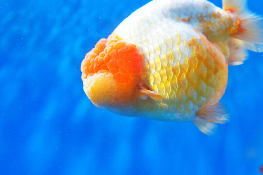 福州金魚