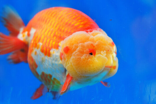 福州金魚