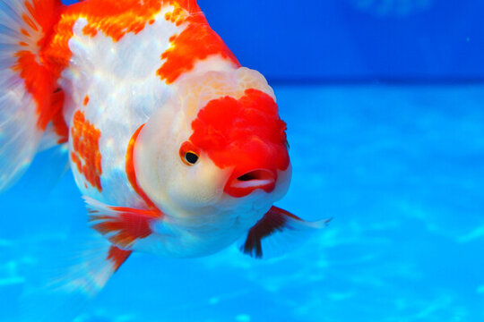 福州金魚
