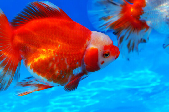 福州金魚