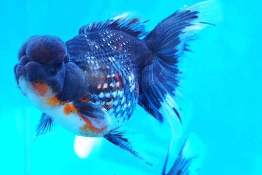 福州金魚