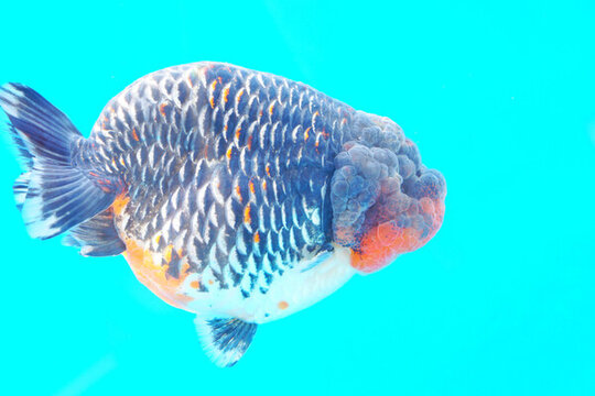 福州金魚
