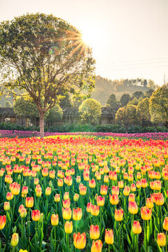 郁金香花卉背景圖