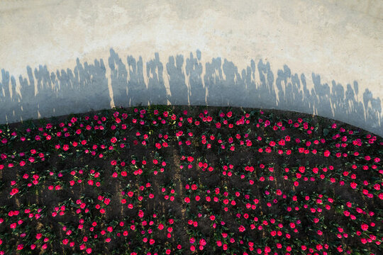 郁金香花卉背景圖