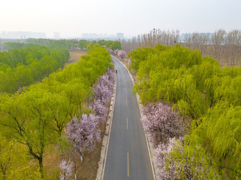 航拍濟南黃河大堤紫葉李大道