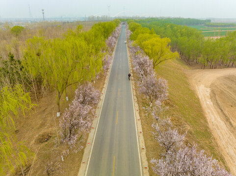 航拍濟南黃河大堤紫葉李大道