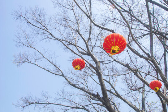 樹(shù)梢掛燈籠
