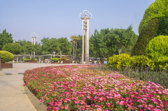 城市花壇木茼蒿