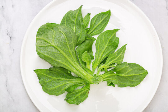 冰菜冰草