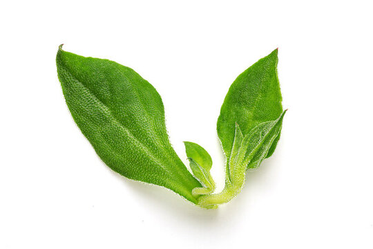 冰菜冰草