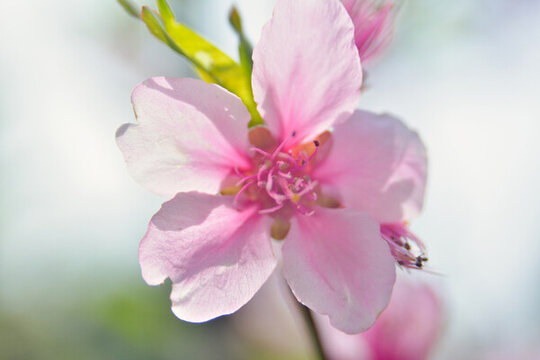 桃花