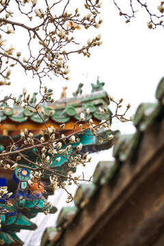 天壇公園玉蘭花